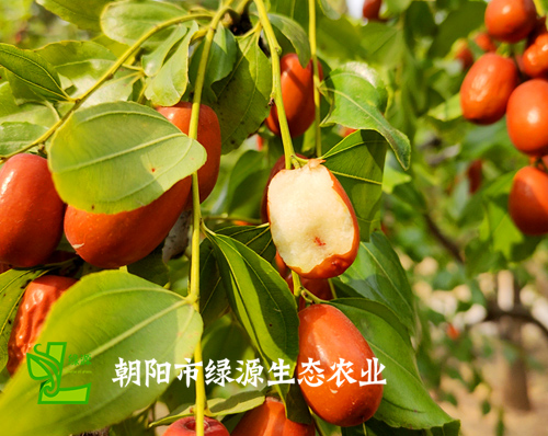 優創網絡為(wèi)【朝陽市(shì)綠(lǜ)源生(shēng)态農(nóng)業(yè)有(yǒu)限公司】提供自(zì)适應PC+手機(jī)網站(zhàn)建設服務